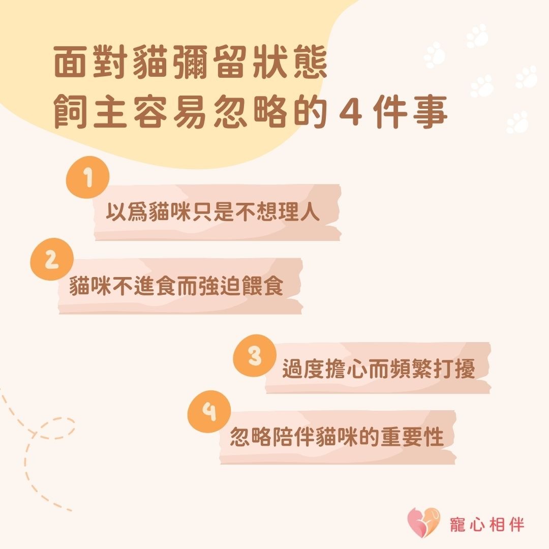 貓彌留狀態注意事項