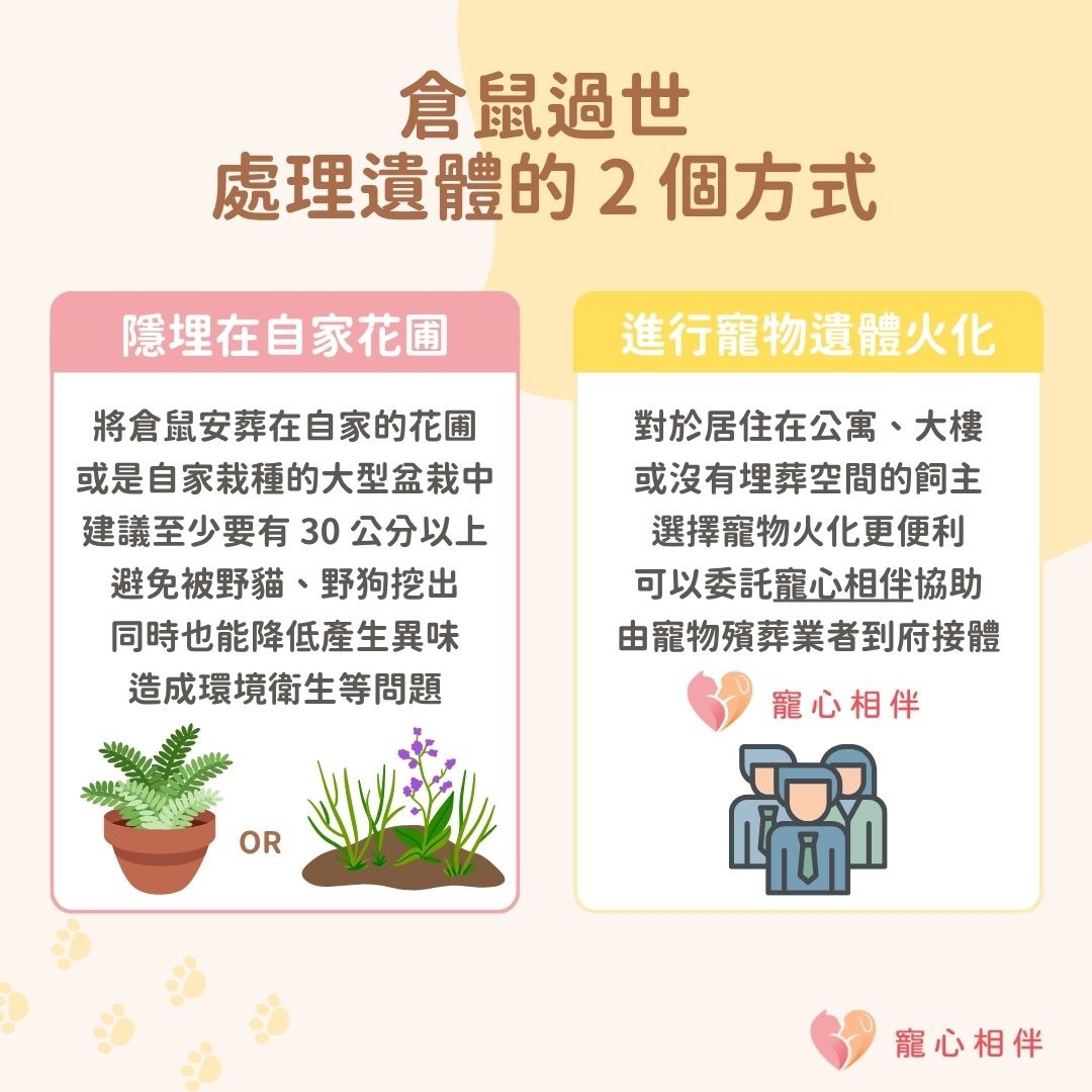 倉鼠過世處理遺體