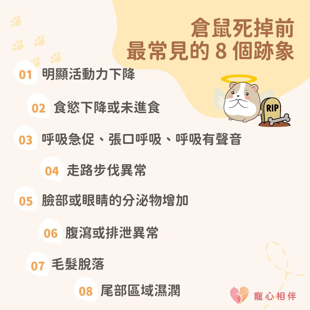 倉鼠死掉前兆