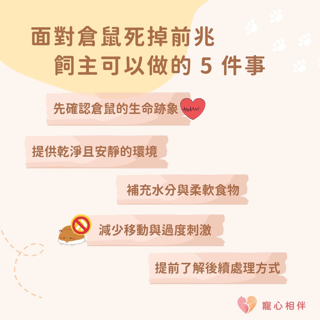 倉鼠死掉前可以做的事