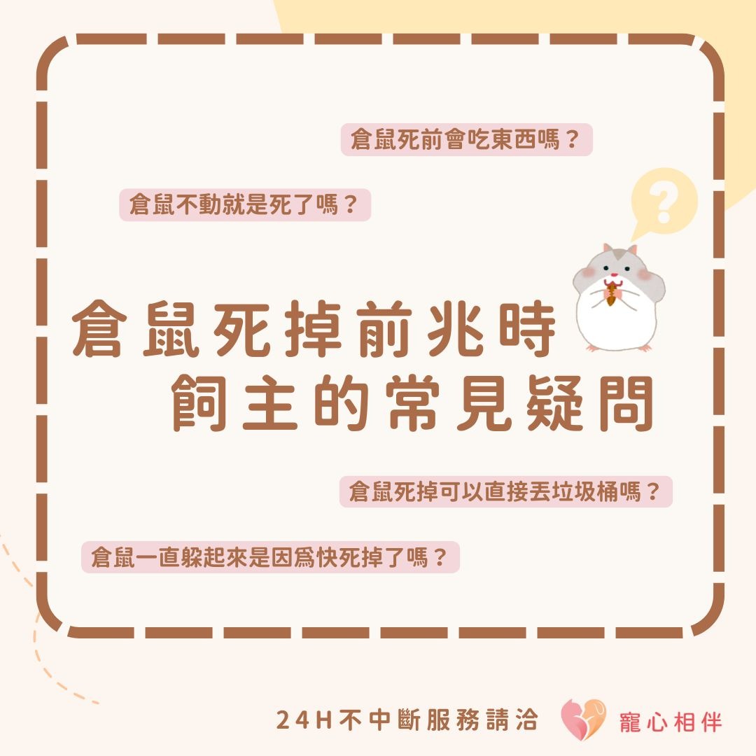 倉鼠死掉前兆時常見疑問